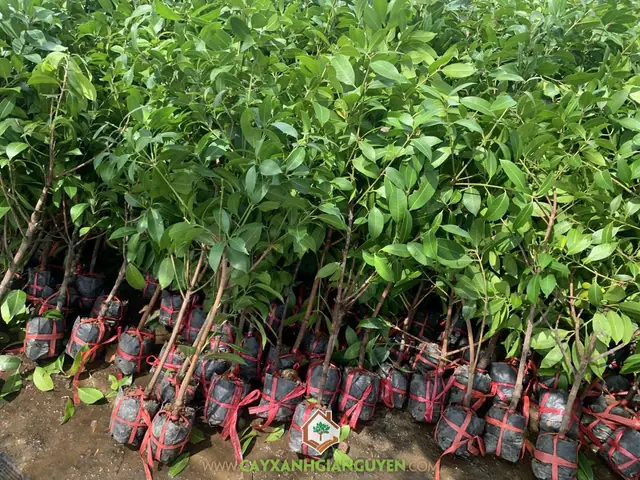 Cây Thanh Trà Trồng Ở Đâu? Khám Phá 5 Vùng Trồng Trà Nổi Tiếng Nhất Việt Nam