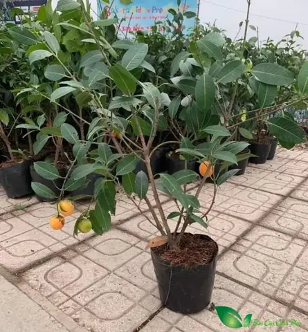 Cây Thanh Trà Trồng Ở Đâu? Khám Phá 5 Vùng Trồng Trà Nổi Tiếng Nhất Việt Nam
