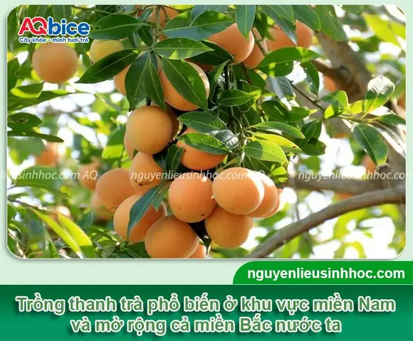 Cây Thanh Trà Trồng Ở Đâu? Khám Phá 5 Vùng Trồng Trà Nổi Tiếng Nhất Việt Nam
