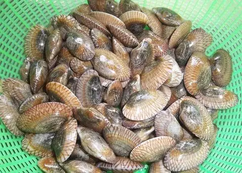 Món Ngon Từ Chem Chép: Hướng Dẫn Làm Chi Tiết