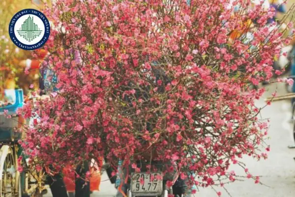 Chợ Hoa Hà Nội: 9 Địa Điểm Đẹp Nhất Để Khám Phá Mùa Xuân Chợ Hoa Hà Nội: 9 Địa Điểm Đẹp Nhất Để Khám Phá Mùa Xuân