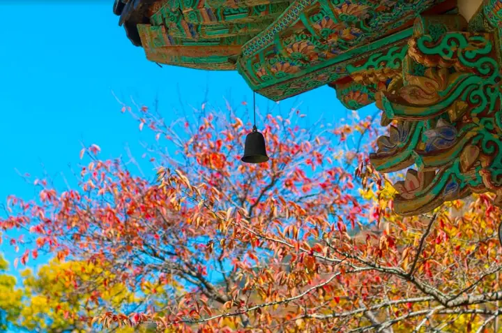 Cẩm Nang Chi Tiết: Chơi Gì Ở Busan Hàn Quốc – Trải Nghiệm Đa Dạng Từ Biển Đến Núi