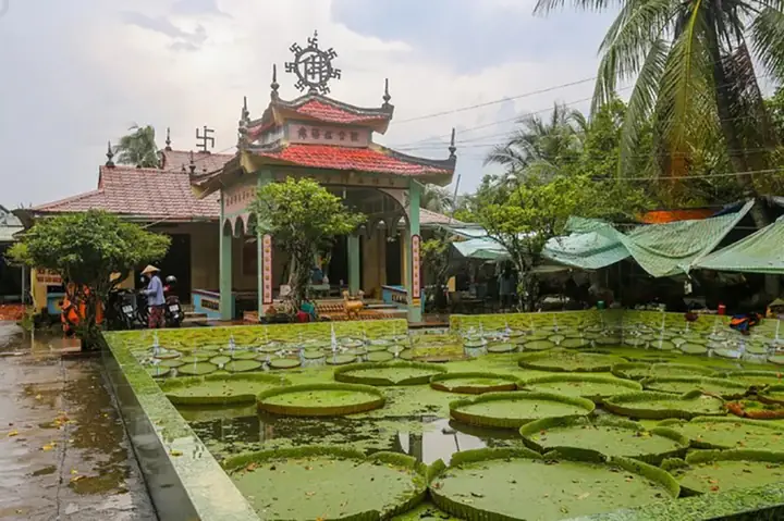 Chùa Lá Sen To Ở Đồng Tháp: Điểm Đến Tâm Linh Độc Đáo Với Cây Sen Khổng Lồ Chùa Lá Sen To Ở Đồng Tháp: Điểm Đến Tâm Linh Độc Đáo Với Cây Sen Khổng Lồ