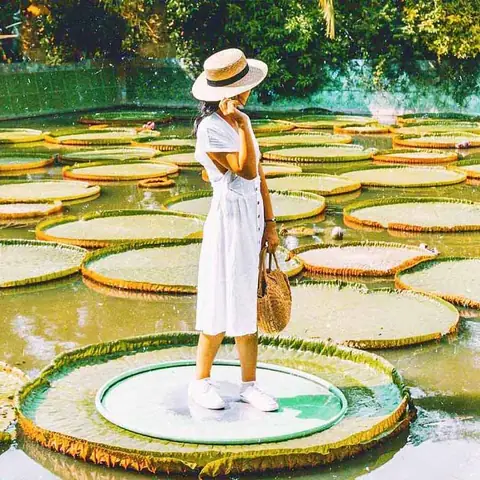 Chùa Lá Sen To Ở Đồng Tháp: Điểm Đến Tâm Linh Độc Đáo Với Cây Sen Khổng Lồ Chùa Lá Sen To Ở Đồng Tháp: Điểm Đến Tâm Linh Độc Đáo Với Cây Sen Khổng Lồ