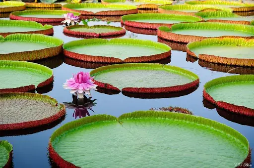 Chùa Lá Sen To Ở Đồng Tháp: Điểm Đến Tâm Linh Độc Đáo Với Cây Sen Khổng Lồ