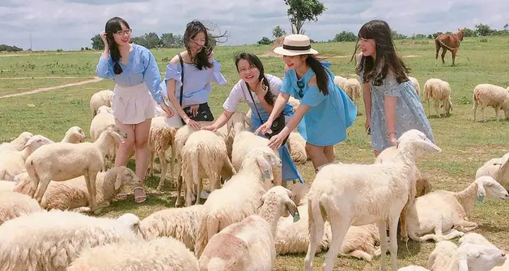 Hướng Dẫn Chi Tiết Chụp Hình Cừu Ở Vũng Tàu