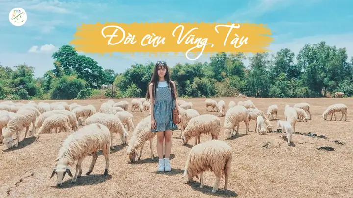 Hướng Dẫn Chi Tiết Chụp Hình Cừu Ở Vũng Tàu