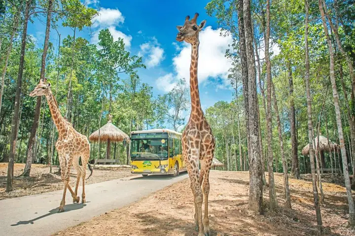 Có Nên Đi Safari Phú Quốc? Đánh Giá Chân Thực Từ Người Có Kinh Nghiệm