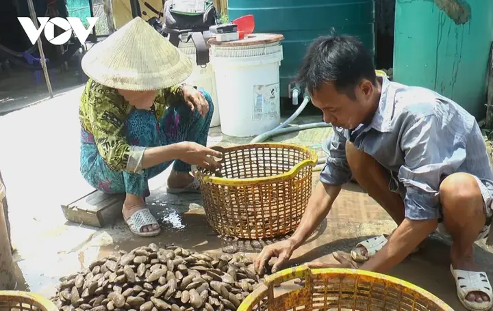 Chem Chép Là Gì? Bí Quyết Bắt Chem Chép Kiếm Tiền Tại Cà Mau