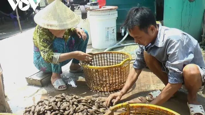 Chem Chép Là Gì? Bí Quyết Bắt Chem Chép Kiếm Tiền Tại Cà Mau