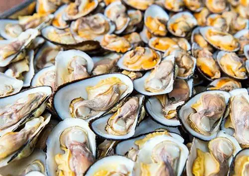 Con Chíp Chíp Là Con Gì? Tổng Hợp Đầy Đủ Thông Tin Về Loài Chim Quen Thuộc