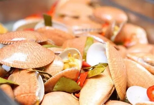 Con Chíp Chíp Là Con Gì? Tổng Hợp Đầy Đủ Thông Tin Về Loài Chim Quen Thuộc