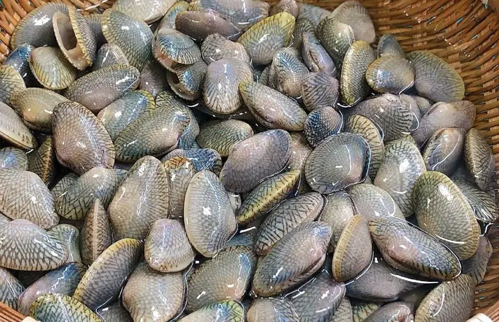 Con Chíp Chíp Là Con Gì? Tổng Hợp Đầy Đủ Thông Tin Về Loài Chim Quen Thuộc