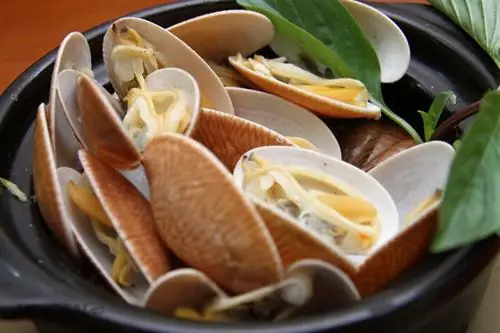 Con Chíp Chíp Là Con Gì? Tổng Hợp Đầy Đủ Thông Tin Về Loài Chim Quen Thuộc