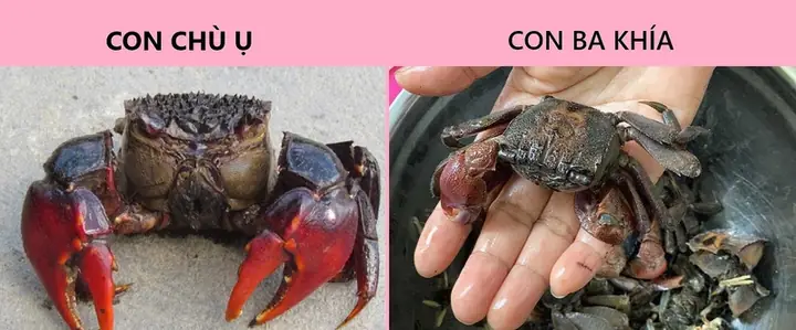 Con Chù Ụ Ở Trà Vinh Là Gì? Bí Quyết Thưởng Thức Món Ăn Đặc Sản Miền Tây