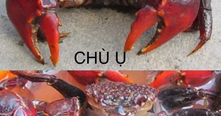 Cách Phân Biệt Chù Ụ Và Ba Khía Cho Người Yêu Hải Sản