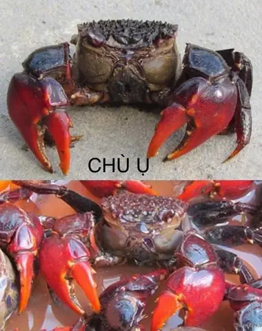 Cách Phân Biệt Chù Ụ Và Ba Khía Cho Người Yêu Hải Sản