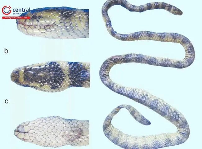 Khám Phá Đẻn Biển: Đặc Điểm, Độc Tính Và Ứng Dụng Y Học
