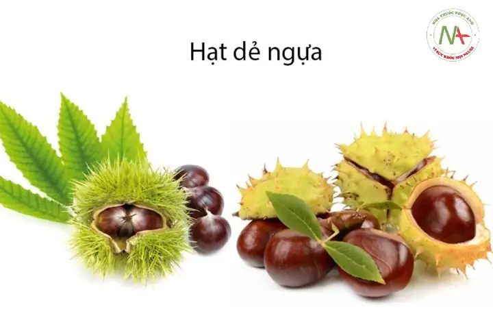 Du Lịch Quan Sát Sóc: Kinh Nghiệm Săn Sóc Thích Ăn Hạt Dẻ