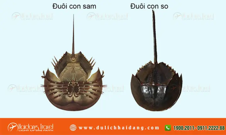 Con Sam Tiếng Anh Là Gì? Giải Đáp Nhanh Và Chi Tiết