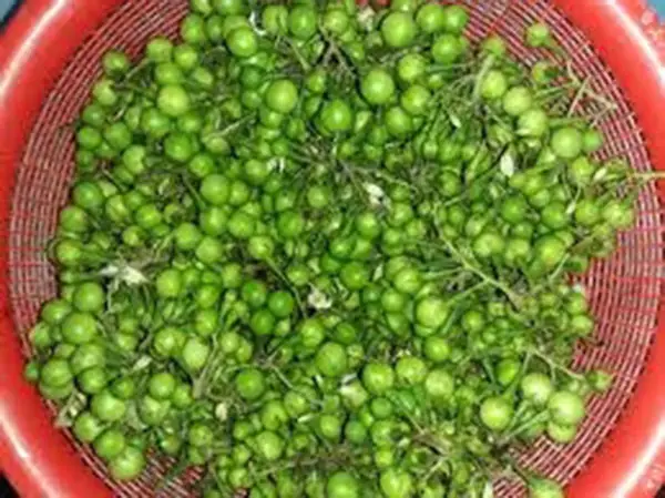 Cà Đắng Là Gì? Tổng Hợp 7 Công Dụng Vàng Cho Sức Khỏe Và Trải Nghiệm Du Lịch Cà Đắng Là Gì? Tổng Hợp 7 Công Dụng Vàng Cho Sức Khỏe Và Trải Nghiệm Du Lịch