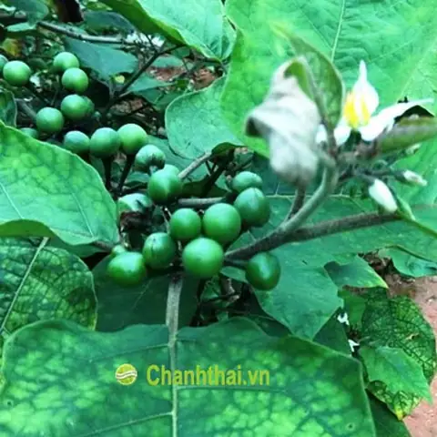 Cà Đắng Là Gì? Tổng Hợp 7 Công Dụng Vàng Cho Sức Khỏe Và Trải Nghiệm Du Lịch Cà Đắng Là Gì? Tổng Hợp 7 Công Dụng Vàng Cho Sức Khỏe Và Trải Nghiệm Du Lịch