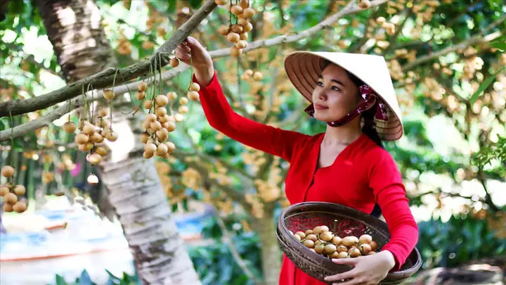 Khám Phá Cù Lao Tân Quy – Đảo Xanh Giữa Sông Hậu Cho Du Khách