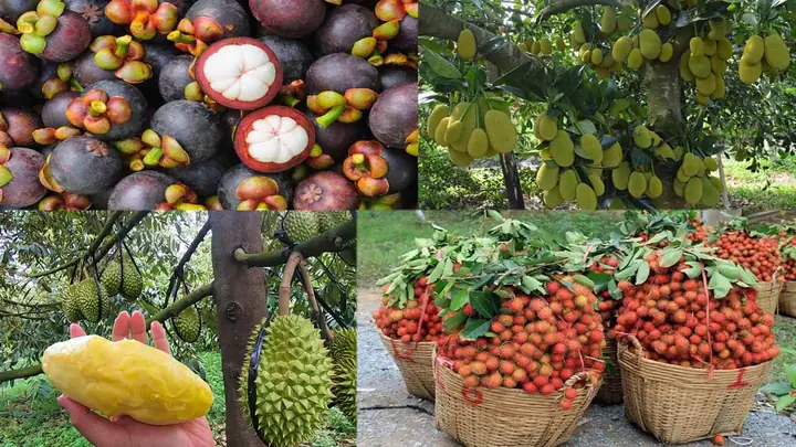 Khám Phá Cù Lao Tân Quy – Đảo Xanh Giữa Sông Hậu Cho Du Khách