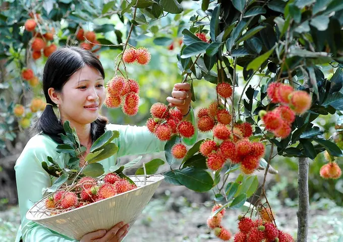 Cù Lao Thới Sơn Có Gì? – Khám Phá Đầy Đủ Những Điểm Nổi Bật Của Khu Du Lịch Sinh Thái