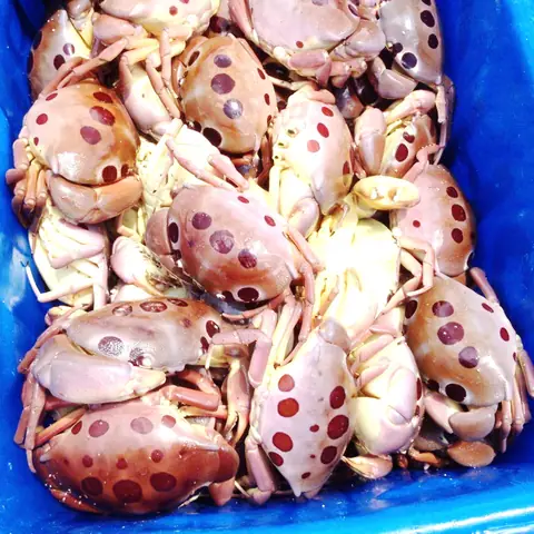 Cua Mặt Trăng Có Độc Không? Tất Tần Tật Thông Tin An Toàn Khi Thưởng Thức
