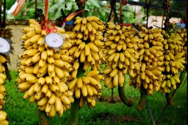 Khám Phá 15 Đặc Sản Hà Nam Ngon Không Thể Bỏ Lỡ