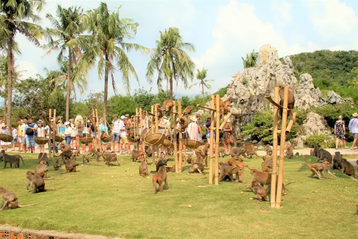 Đảo Khỉ Nha Trang: Cẩm Nang Trải Nghiệm Sinh Thái Đầy Ắp Tiếng Cười Đảo Khỉ Nha Trang: Cẩm Nang Trải Nghiệm Sinh Thái Đầy Ắp Tiếng Cười
