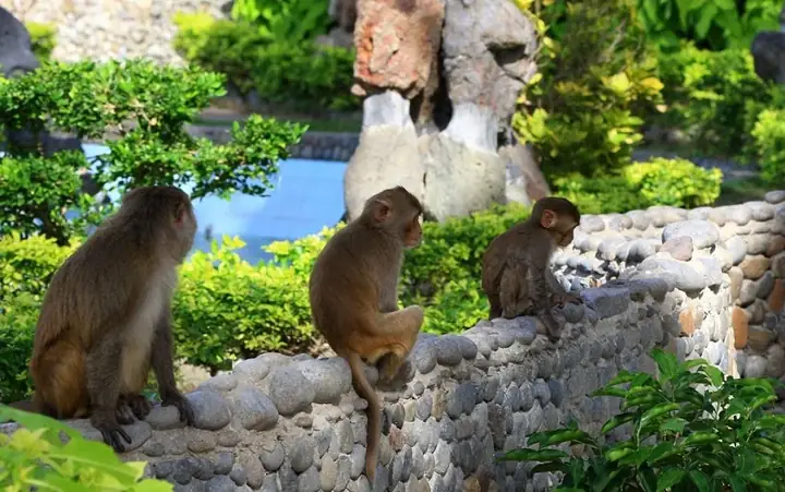Đảo Khỉ Nha Trang: Cẩm Nang Trải Nghiệm Sinh Thái Đầy Ắp Tiếng Cười Đảo Khỉ Nha Trang: Cẩm Nang Trải Nghiệm Sinh Thái Đầy Ắp Tiếng Cười