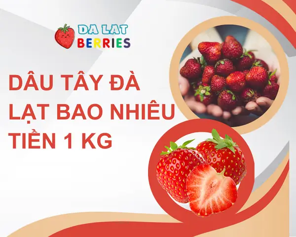Dâu Đà Lạt Bao Nhiêu Một Ký?
