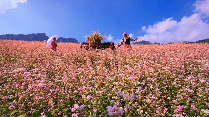 Du Lịch Hà Giang Mùa Nào Đẹp Nhất? Khám Phá Cảnh Sắc 12 Tháng