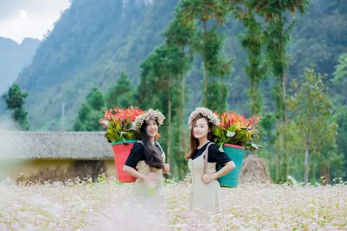 Du Lịch Hà Giang Mùa Nào Đẹp Nhất? Khám Phá Cảnh Sắc 12 Tháng