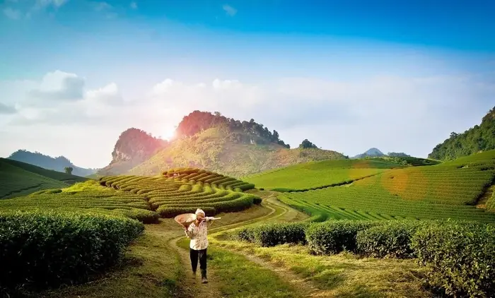 Mộc Châu Mùa Nào Đẹp Nhất? Cẩm Nang Chi Tiết Theo Từng Mùa Mộc Châu Mùa Nào Đẹp Nhất? Cẩm Nang Chi Tiết Theo Từng Mùa