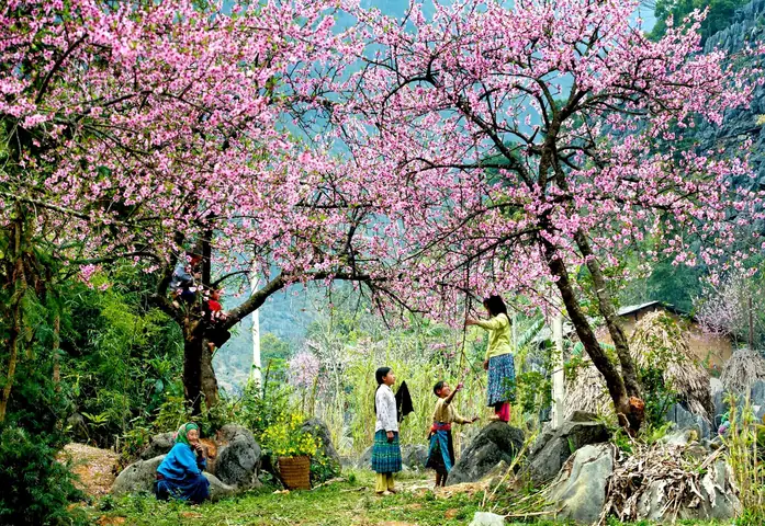 Mộc Châu Mùa Nào Đẹp Nhất? Cẩm Nang Chi Tiết Theo Từng Mùa Mộc Châu Mùa Nào Đẹp Nhất? Cẩm Nang Chi Tiết Theo Từng Mùa