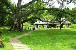 Cây Đa Tân Trào: Biểu Tượng Kháng Chiến Việt Nam