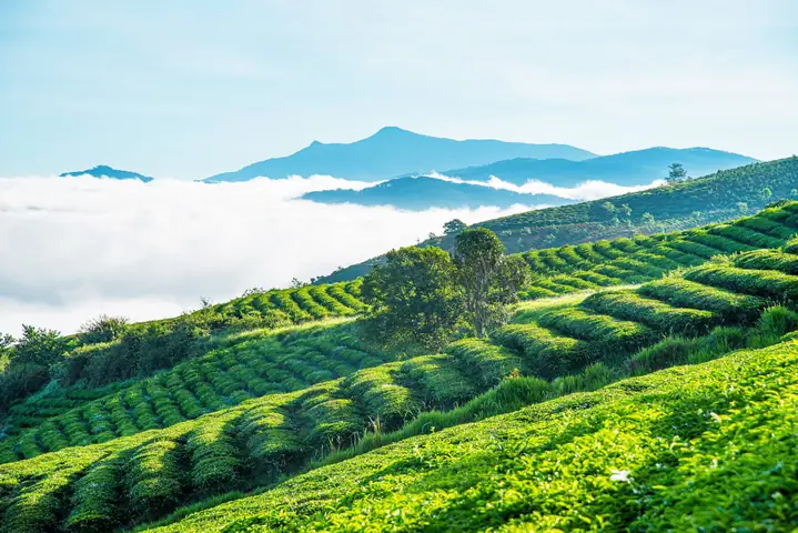 Đồi Chè Cầu Đất Đà Lạt: Cẩm Nang Khám Phá Trọn Vẹn