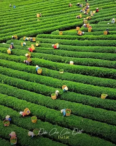 Đồi Chè Cầu Đất Đà Lạt: Cẩm Nang Khám Phá Trọn Vẹn