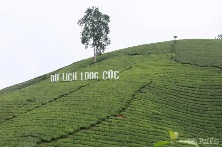 Đồi Chè Long Cốc Phú Thọ – Hướng Dẫn Chi Tiết Về Lịch Sử, Địa Lý Và Tiềm Năng Du Lịch