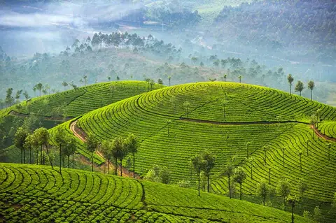 Khám Phá Đồi Chè Tân Cương – Hướng Dẫn Du Lịch Chi Tiết Cho Du Khách Khám Phá Đồi Chè Tân Cương – Hướng Dẫn Du Lịch Chi Tiết Cho Du Khách