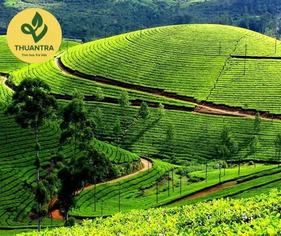 Khám Phá Đồi Chè Tân Cương – Hướng Dẫn Du Lịch Chi Tiết Cho Du Khách Khám Phá Đồi Chè Tân Cương – Hướng Dẫn Du Lịch Chi Tiết Cho Du Khách