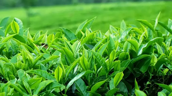 Khám Phá Đồi Chè Tân Cương – Hướng Dẫn Du Lịch Chi Tiết Cho Du Khách Khám Phá Đồi Chè Tân Cương – Hướng Dẫn Du Lịch Chi Tiết Cho Du Khách