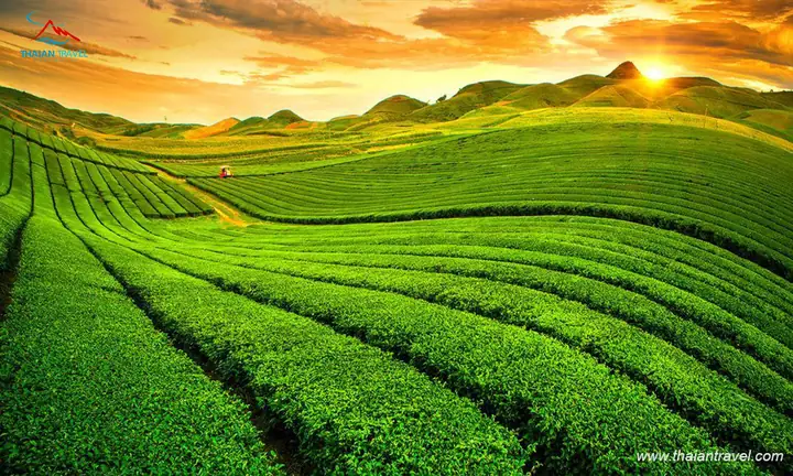 Đồi Chè Trái Tim Mộc Châu: Vẻ Đẹp Tình Yêu