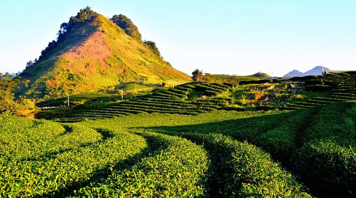 Đồi Chè Trái Tim Mộc Châu: Vẻ Đẹp Tình Yêu