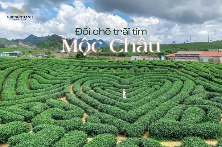 Đồi Chè Trái Tim Mộc Châu: Vẻ Đẹp Tình Yêu