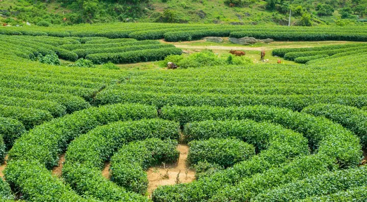 Đồi Chè Trái Tim Mộc Châu: Vẻ Đẹp Tình Yêu