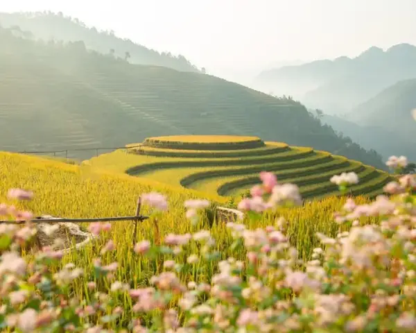 Đồi Mâm Xôi La Pán Tẩn Là Gì? Điểm Đến Huyền Bí Đáng Khám Phá
